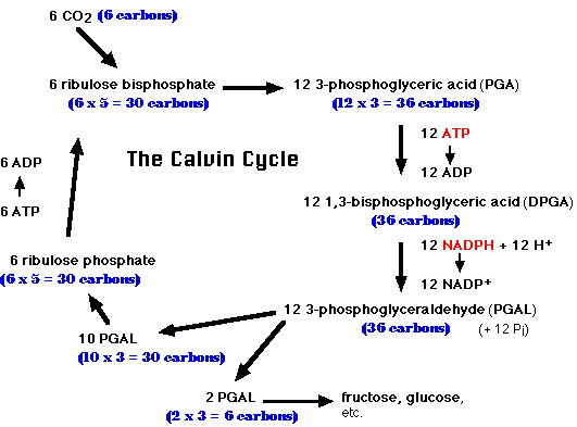 what are the steps of photosynthesis what are the steps of photosynthesis